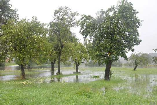 Land4Climate_Baeume Trees standing in water