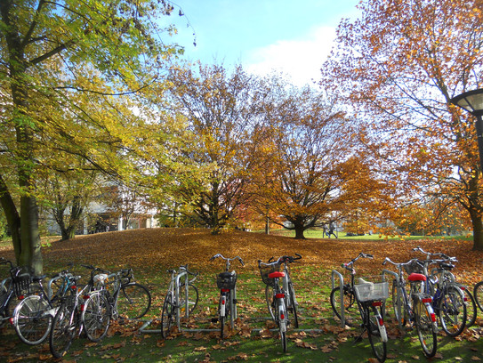 Fahrräder vor Herbstbäumen am Campus Nord