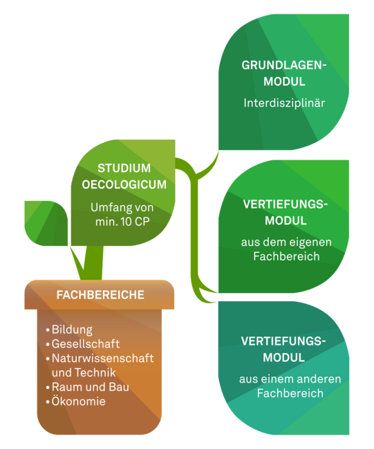Der Aufbau des studium oecologicum als Topfpflanze dargestellt. Die fünf Fachbereiche stehen auf dem Topf und daraus wächst eine Pflanze mit vier Blättern. Auf den Blättern stehen der Gesamtumfang und die unterschiedlichen Modulbereiche.