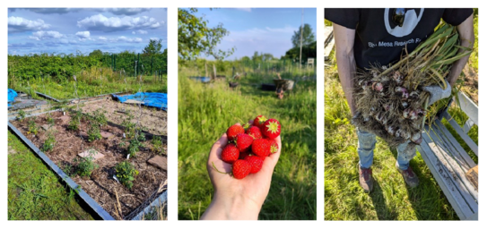 Image 1: Several tomato plants grow in a large bed Image 2: A handful of strawberries are held against the background of the campus garden Image 3: A man holds a bundle of freshly harvested garlic.