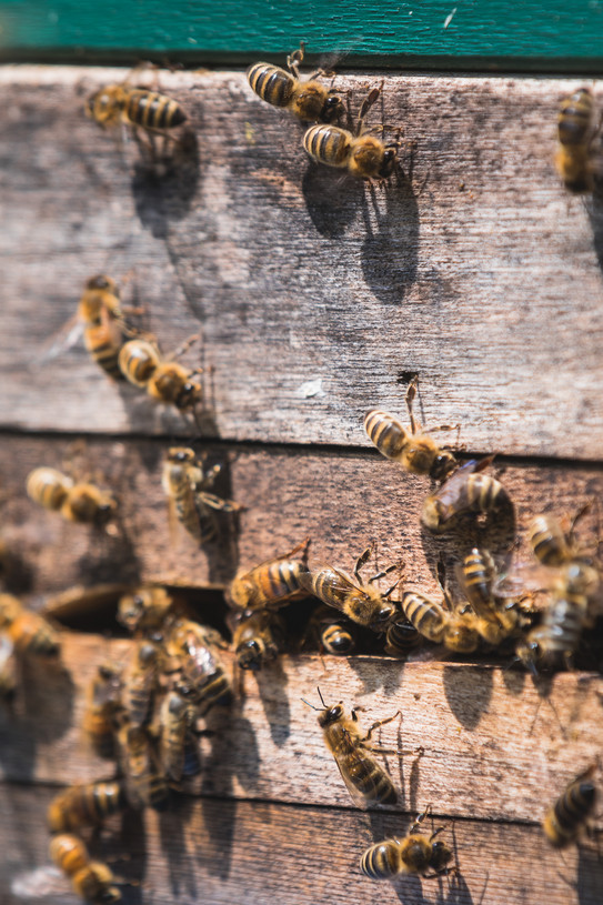 Auf dem Bild ist eine Honigwabe mit Honigbienen darauf zu sehen.