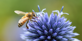 Biene auf Blume