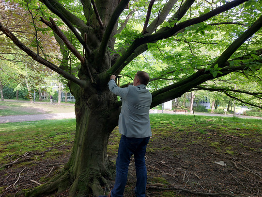 Ein Mann bringt ein Schild an einem Baum an.