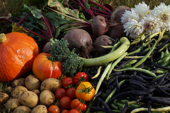 Verschiedenes Gemüse: Kartoffeln, Tomaten, Bohnen, rote Beete, Brokkoli