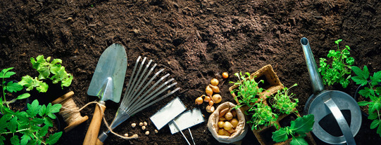 garden tools and plants lie at the edge of a bed
