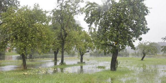 A meadow with trees is under water