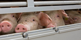 Mehrere Schweine in Massentierhaltung