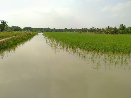 Ein Reisfeld in Vietnam ist abgebildet.