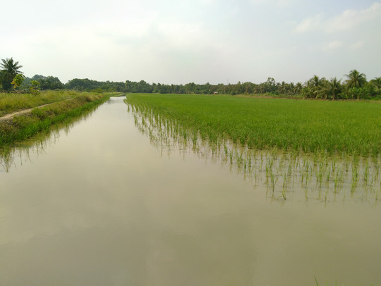 A rice field in Vietnam is pictured.