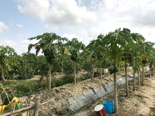 Eine Obstplantage mit Bäumen und Sträuchern in Vietnam.