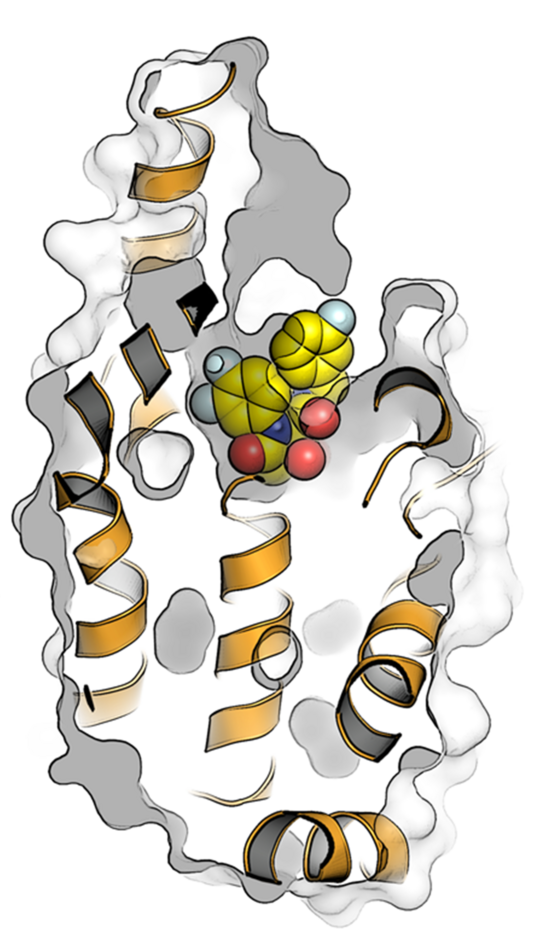 Foto: Dreidimensionale Struktur eines Proteins mit seinen Helices und Faltblättern sowie ein kleines Molekül, das in der Bindungstasche des Proteins sitzt.