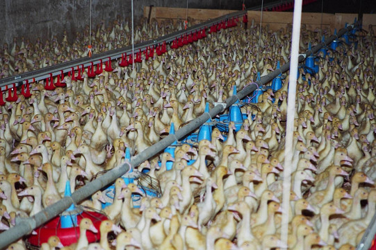 Enten in Massentierhaltung.
