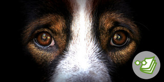 Nahaufnahme eines Hundes. Zu sehen sind die braunen Augen und die Schnauze des Hundes.