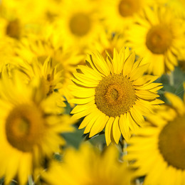 Biodiversity on Campus A field of yellow sunflowers.