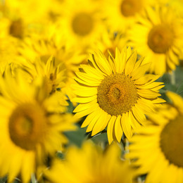 Biodiversität am Campus Ein Feld voller gelber Sonnenblumen.