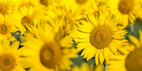 A field of yellow sunflowers.
